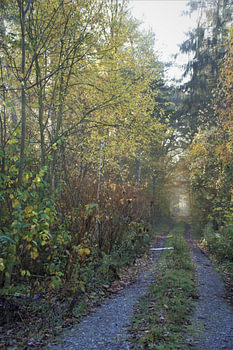 weg door de natuur