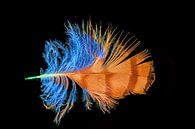 Down feather isolated on black by Hans-Jürgen Janda thumbnail