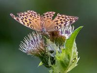 Un manteau impérial sur une fleur