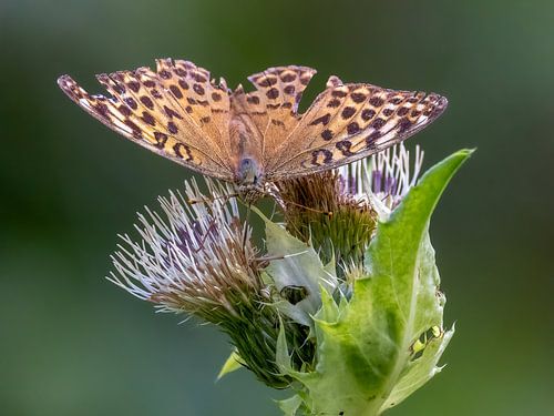 Ein Kaisermantel auf einer Blume