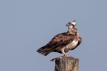 osprey von Han Peper