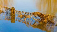flooded grassland by Marieke de Boer thumbnail