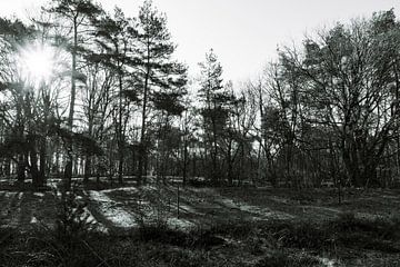 zwart wit in het bos met zon en schaduw van Lieke van Grinsven van Aarle
