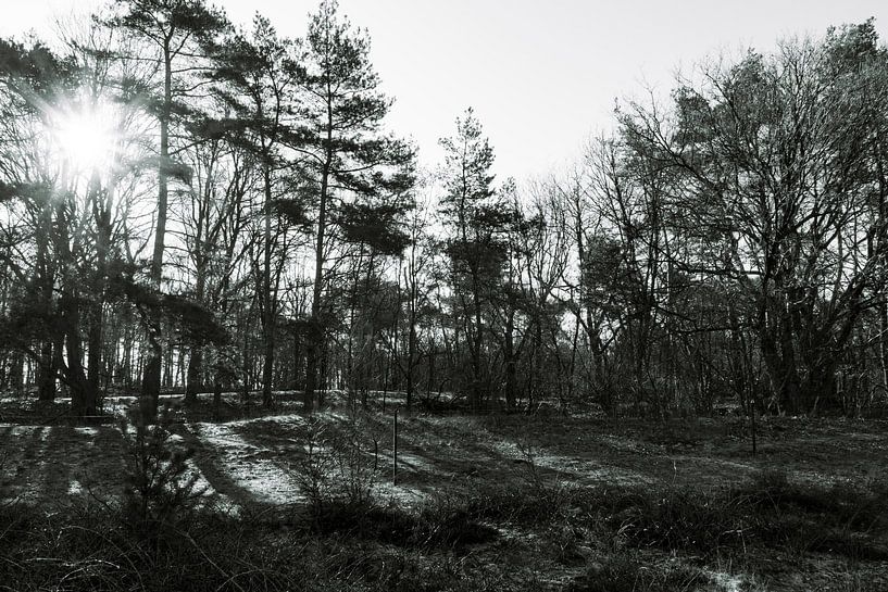 black and white in the forest with sun and shadow by Lieke van Grinsven van Aarle