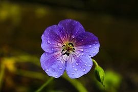 Paarse bloem in tuin van Evelien Bruns