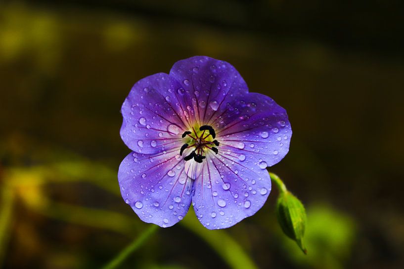 Paarse bloem in tuin von Evelien Bruns