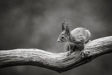 Squirrel on branch in black and white II by Cindy Van den Broecke