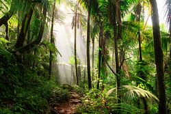 El Yunque Puerto Rico