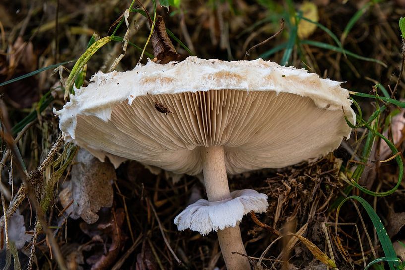 Champignon par Tomas S.