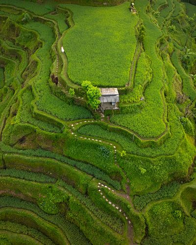 Groene rijstterrassen op Bali van bovenaf