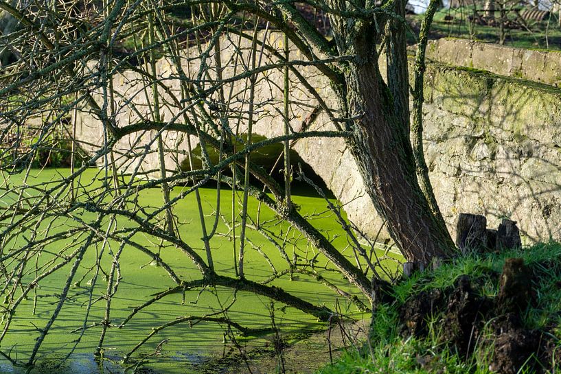 Étang, pont et arbre par Legs Photography