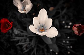 Flowers atmospheric by Dieter Stahl