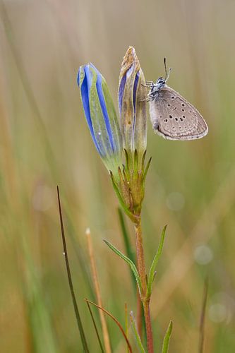 Gentiaanblauwtje op gentiaan