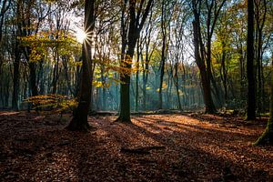 Speulderbos - 24 von Nuance Beeld