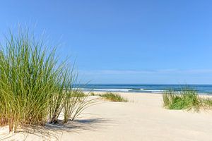 Dunes at the beach with Beachgrass during a beautiful summer day at the North Sea beach in Holland.