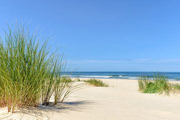 Dunes at the beach with Beachgrass during a beautiful summer day at the North Sea beach in Holland. by Sjoerd van der Wal Photography