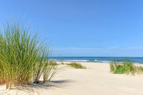 Dunes à la plage avec des herbes marram lors d'une belle journée d'été à la plage de la mer du Nord