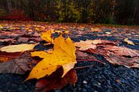 Gele esdoornbladeren in de herfst