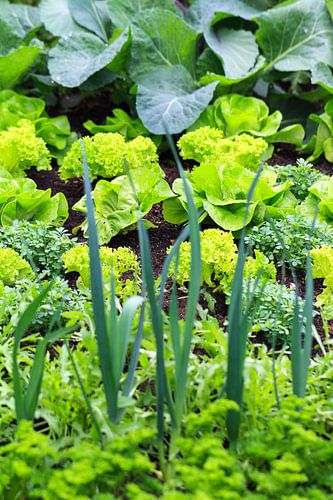 Groente in de moestuin