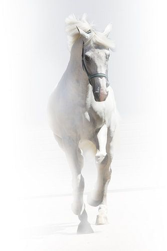 Art4Sale2 no: 0002 Berlin van Willem Hartgers