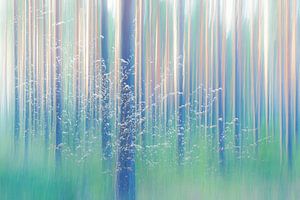 Forêt romantique