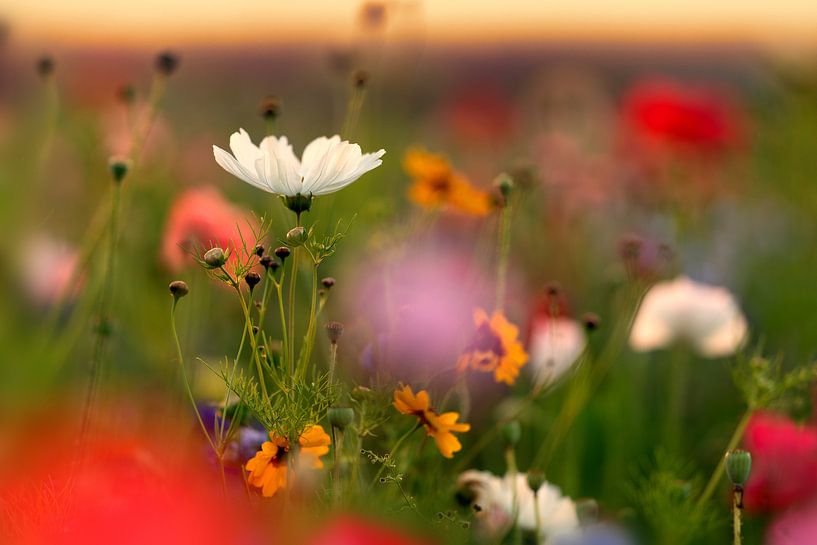 Summer flowers by Sabine Böke-Bergau