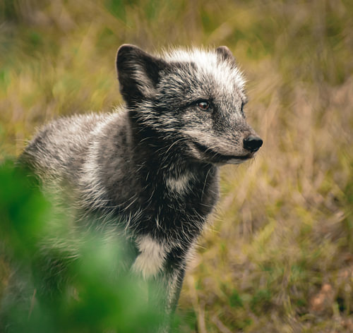 Polarfuchs
