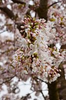 Japanische Kirschblüte Sakura