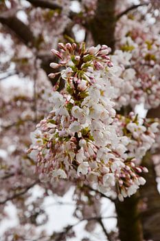 Cerisier japonais en fleur Sakura