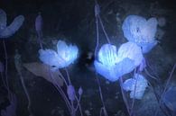 Schlafmohn - opium Poppy von Christine Nöhmeier Miniaturansicht