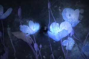 Blau Papaver van Christine Nöhmeier