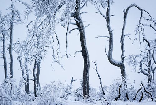 Beauty in Decay (Noir Flohay, High Fens, Belgique)