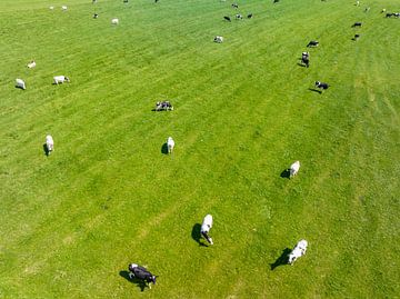Vaches dans un pâturage vert au printemps, vues d'en haut. sur Sjoerd van der Wal Photographie