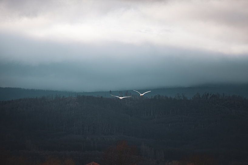 Flying swans by Lisa Fredersdorf
