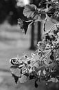 Bloemen in het zonlicht (zwart/wit) van Lisa-Valerie Gerritsen thumbnail
