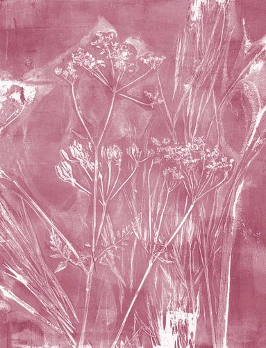 Natuurlijke botanische schoonheid. Witte bloemen op donkerroze.