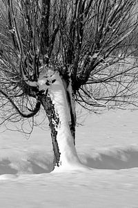 Pollard willow in the snow von Yvonne Blokland