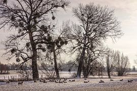 Winterlandschap in Wijlre