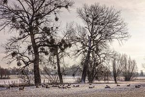 Winterlandschap in Wijlre van Rob Boon