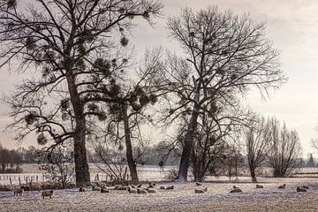 Winterlandschap in Wijlre van Rob Boon