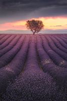 Lavendelveld in de Provence bij zonsondergang