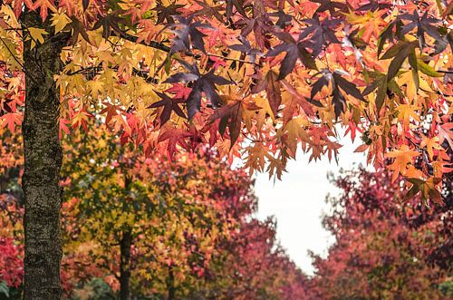 A Heart in Autumn