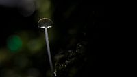 Pilz Laternenpfahl
