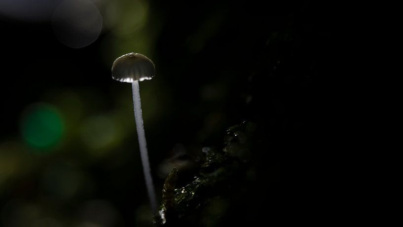 mushroom lantern post by Tijmen Wierenga