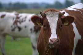 Nieuwsgierige koe van Daphne van der straaten