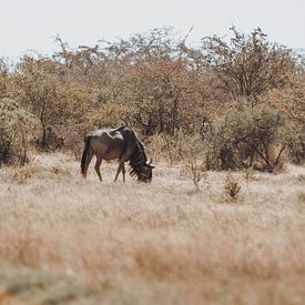 Gnoes in het uitgestrekte Savanne landschap van Geke Woudstra