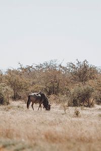 Les gnous parcourent le vaste paysage de la savane