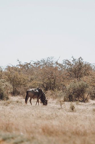 Les gnous parcourent le vaste paysage de la savane sur Geke Woudstra