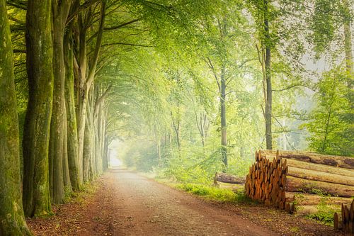 Boslaan in Ruinen - rust in het bos