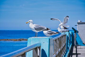 Seagulls on railings by C. Nass